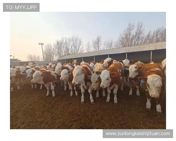 尊龙凯时在线登录操作步骤详解，帮助用户轻松完成登录流程